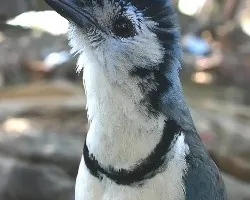 Calocitta formosa