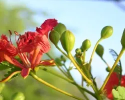 Flamboyant tree (Delonix regia)