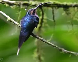 Phaethornis guy