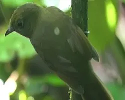 Schiffornis turdinus