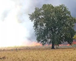 Llama de Bosque