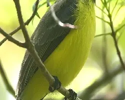 Baltimore Oriole (Icterus galbula)