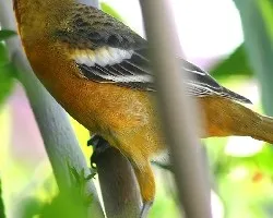 Baltimore Oriole (Icterus galbula)