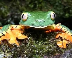 Cruziohyla Calcarifer