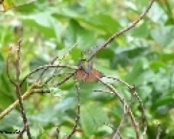 colibri