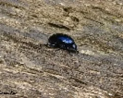 escarabajo negro