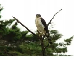 Aguila