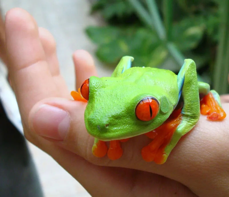 Foto