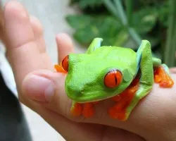 Agalychnis callidryas