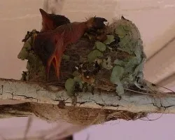 Nido de Colibri