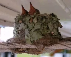 Nido de Colibri