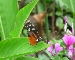 Mariposa