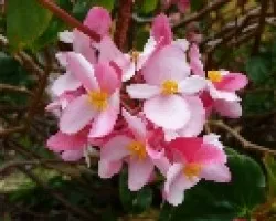Flores