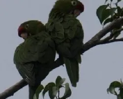 Aratinga finschi