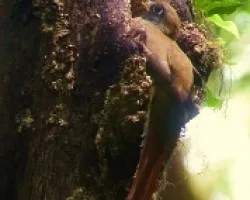 Trogon ventrianaranjado hembra