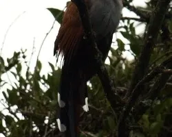 Piaya cayana