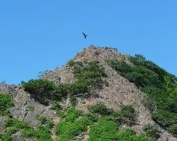 Isla Ballena