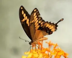Una mariposa