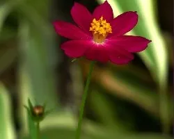 Una florcita roja