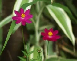 Dos flores