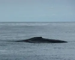 Ballena jorobada