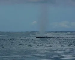 Ballena jorobada