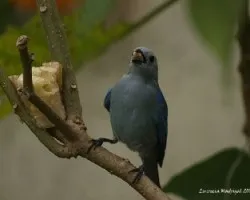 Viudita con el pico lleno