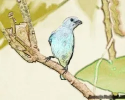 De foto a dibujo