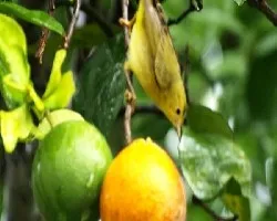 Oreothlypis peregrina