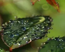 Gotas de lluvia al amanecer