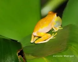 Pristimantis diastema-- Rana martillita--