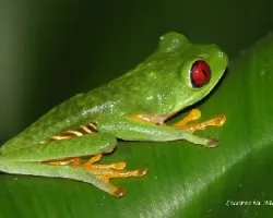 Agalychnis callidryas