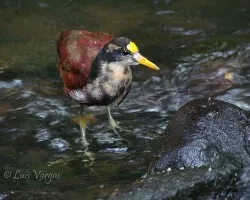 Jacana juvenil 2