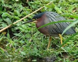Jacana juvenil 2