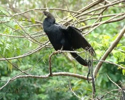 Inbio (ambiente controlado)