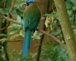 Inbio (ambiente controlado)