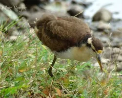 Jacana jovencita