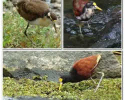 Estad?os de la Jacana