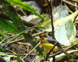 Myioborus torquatus