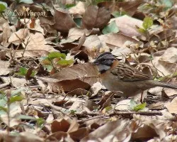 Comema?z 58