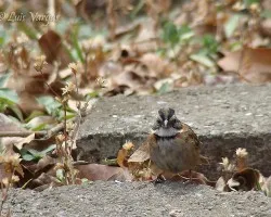Deseos de vivird