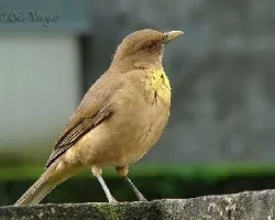 Sal si puedes