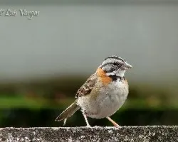 Sal si puedes
