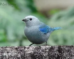 Viuda