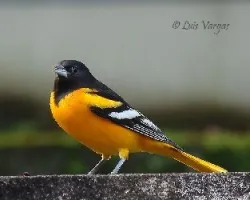 Cacique