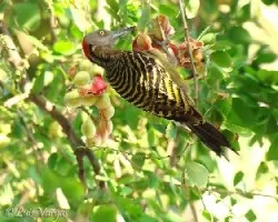 Hermoso Carpintero