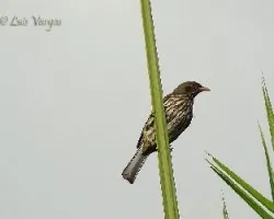 Cigua Palmera