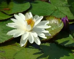 Flor