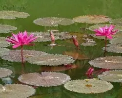 Flor
