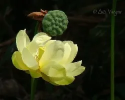 Flor